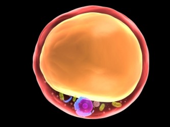 Fat Cell Picture 105